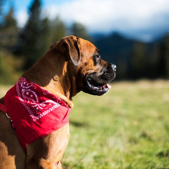 Bandana Classic rebel